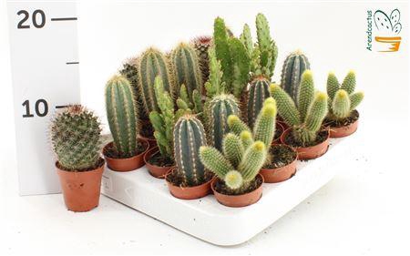 <h4>Cactus Gem</h4>