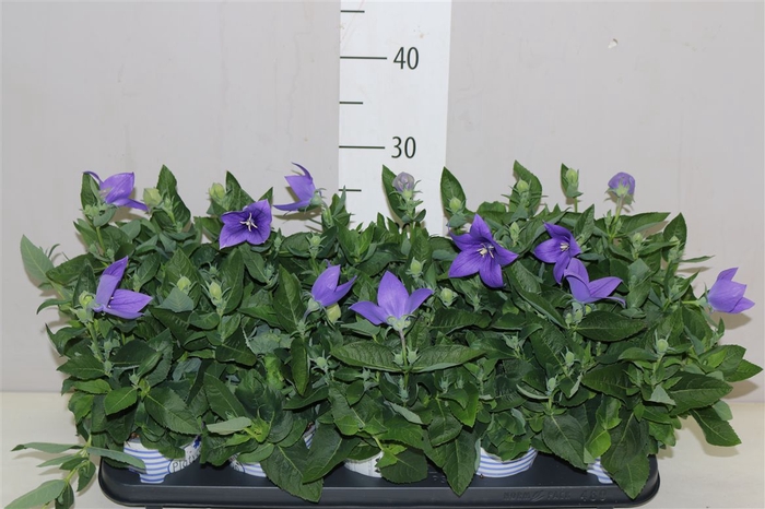 <h4>Platycodon Gr Pst Blue</h4>