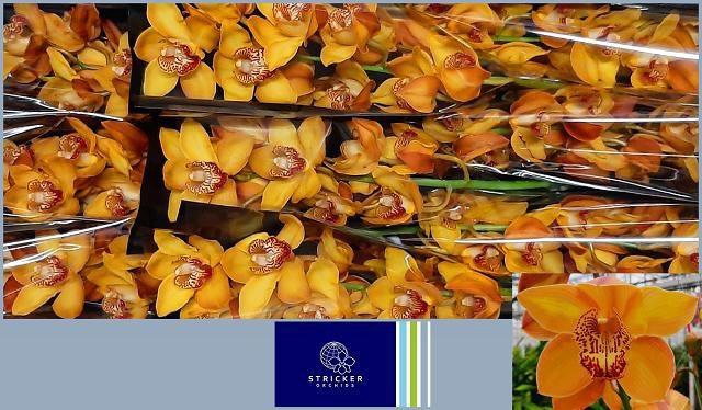 <h4>CYMB T ESTHER</h4>