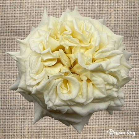 <h4>R Gr Ashley White</h4>