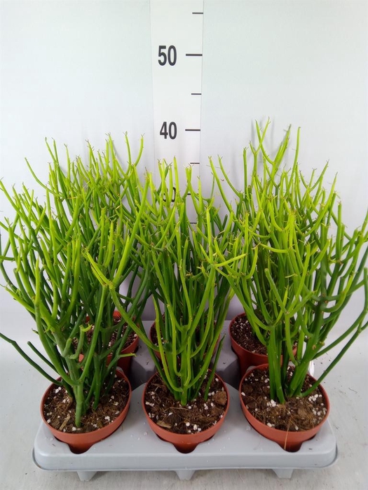 <h4>Euphorbia tirucalli</h4>