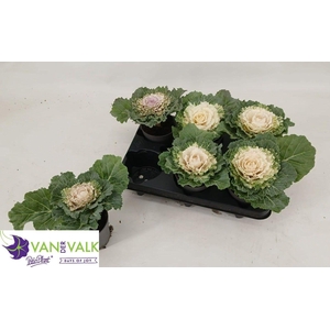 BRASSICA (SIERKOOL)