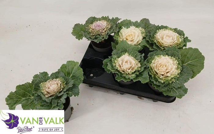 <h4>BRASSICA (SIERKOOL)</h4>