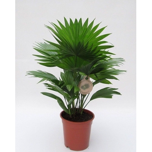 Livistona rotundifolia 17 cm