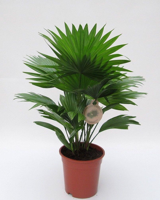 <h4>Livistona rotundifolia 17 cm</h4>