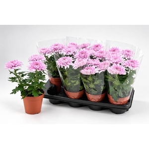 CHRYS SUPNOVA PINK