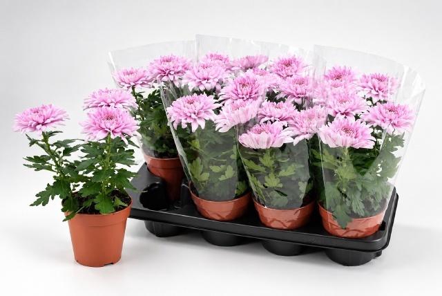 <h4>CHRYS SUPNOVA PINK</h4>
