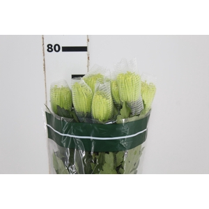 ANASTASIA DARK GREEN 080 CM VERDE