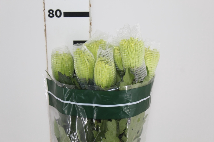 <h4>ANASTASIA DARK GREEN 080 CM VERDE</h4>