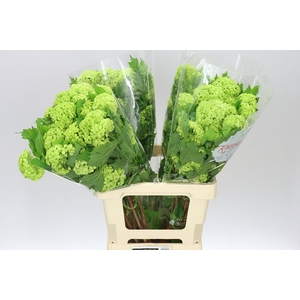 Viburnum Roseum