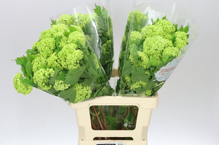 <h4>Viburnum Roseum</h4>