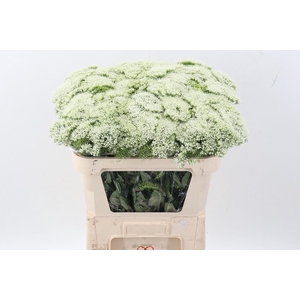 Trach Wh Lake Michig