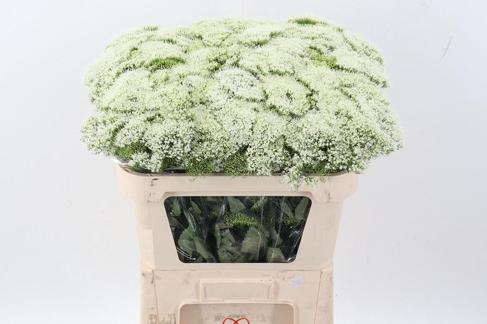 <h4>Trach Wh Lake Michig</h4>