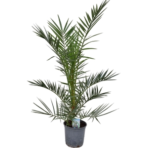 Phoenix canariensis