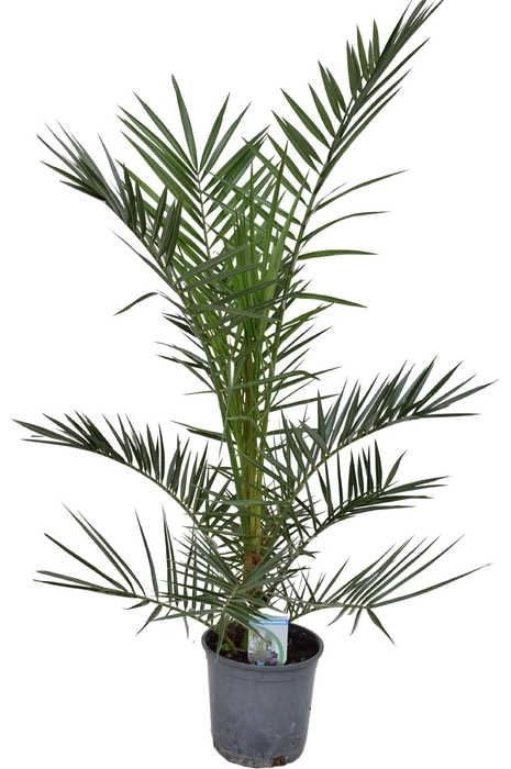 <h4>Phoenix canariensis</h4>