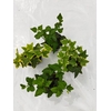 HEDERA HELIX P6 BONT