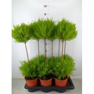 Cupressus macro. 'Goldcrest' .shape