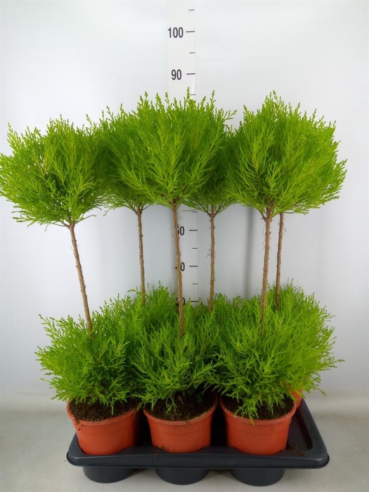 <h4>Cupressus macro. 'Goldcrest' .shape</h4>