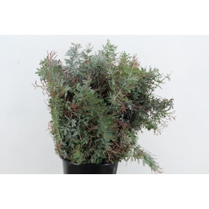 ACACIA MIMOSA BAILEYANA 200GR