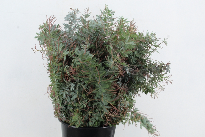 <h4>ACACIA MIMOSA BAILEYANA 200GR</h4>