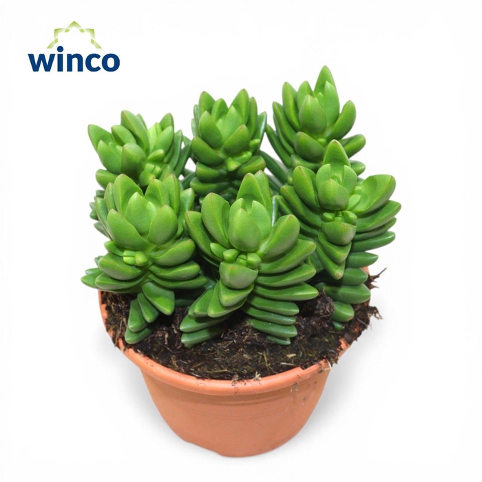 <h4>Crassula Ben (Group)</h4>