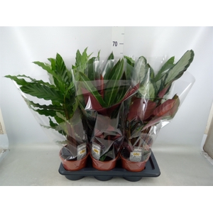 Calathea   ...mix