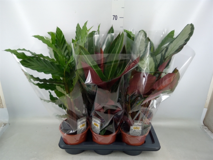 <h4>Calathea   ...mix</h4>