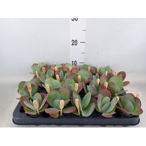 Kalanchoe NF thyrsiflora
