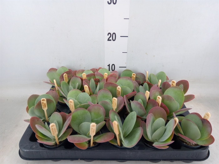 <h4>Kalanchoe NF thyrsiflora</h4>