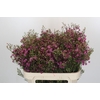 Chamelaucium Rotem
