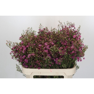 Chamelaucium Rotem