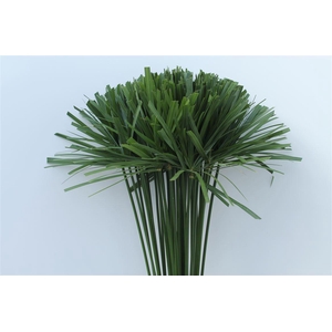 CYPERUS PAPYRUS I I