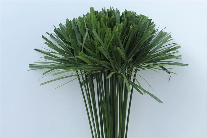 <h4>CYPERUS PAPYRUS I</h4>