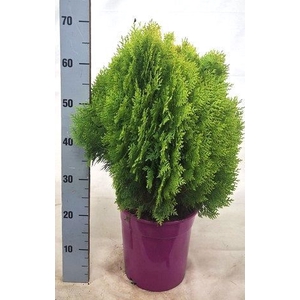 PLAT OR AUREA NANA