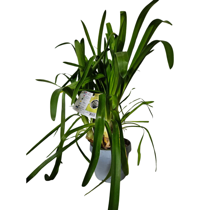 <h4>Agapanthus africanus</h4>