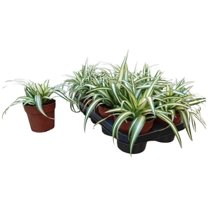 Chlorophytum comosum Variegatum