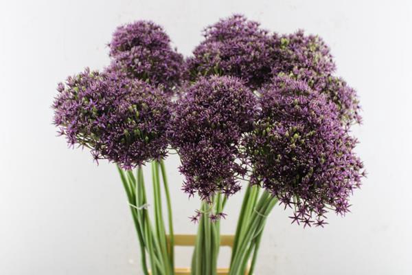 <h4>Allium Cherry L 90</h4>