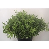 Pittosporum Green Per Bunch