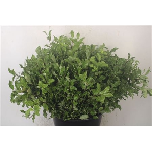 Pittosporum Green Per Bunch