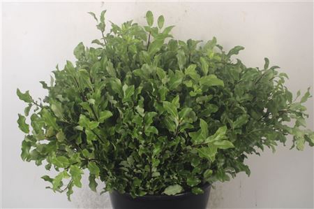 <h4>Pittosporum Green Per Bunch</h4>
