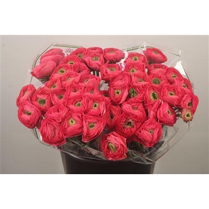 Ran.. Su Charleston Extra