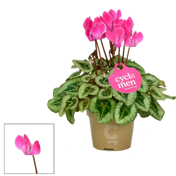 <h4>Cyclamen SS Picasso Flamed mix</h4>