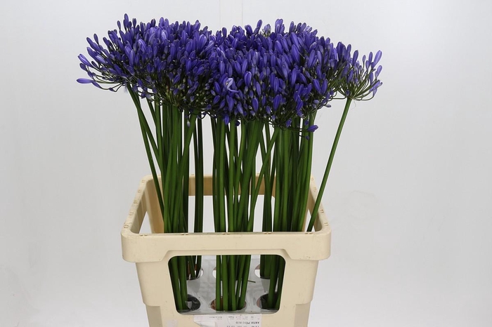 <h4>Agapanthus Uri</h4>