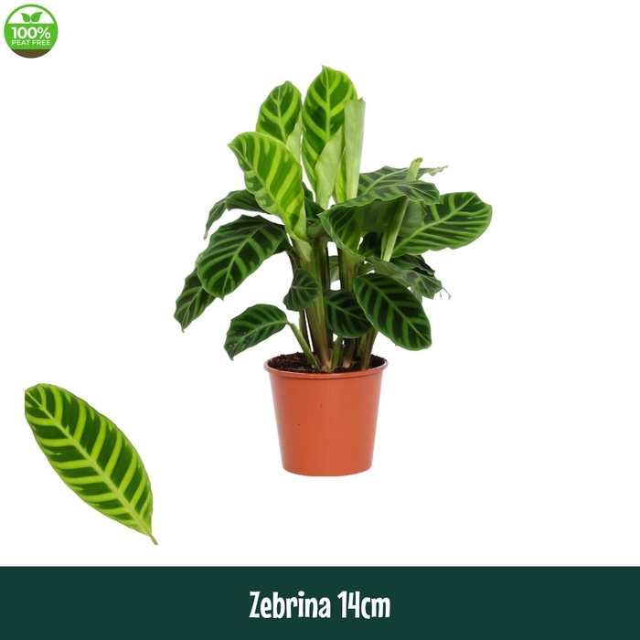 <h4>Calathea 14cm Zebrina - Living</h4>