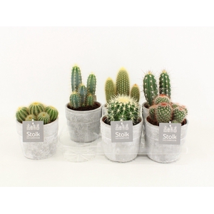 Cactus Mix In Stone look pot