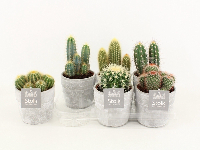 <h4>Cactus Mix In Stone look pot</h4>