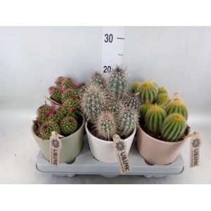 Cactus   ...mix