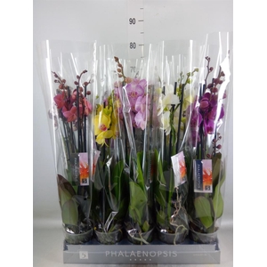 Phalaenopsis   ...mix  7