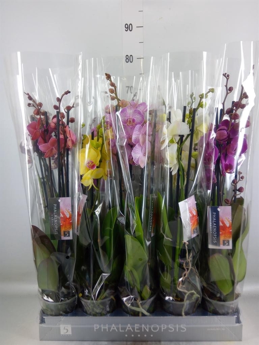<h4>Phalaenopsis ...mix 7</h4>