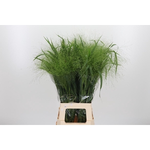 Panicum Fountain